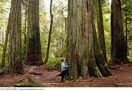 Псевдотсуга - самое большое хвойное дерево