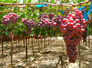 уход за виноградом